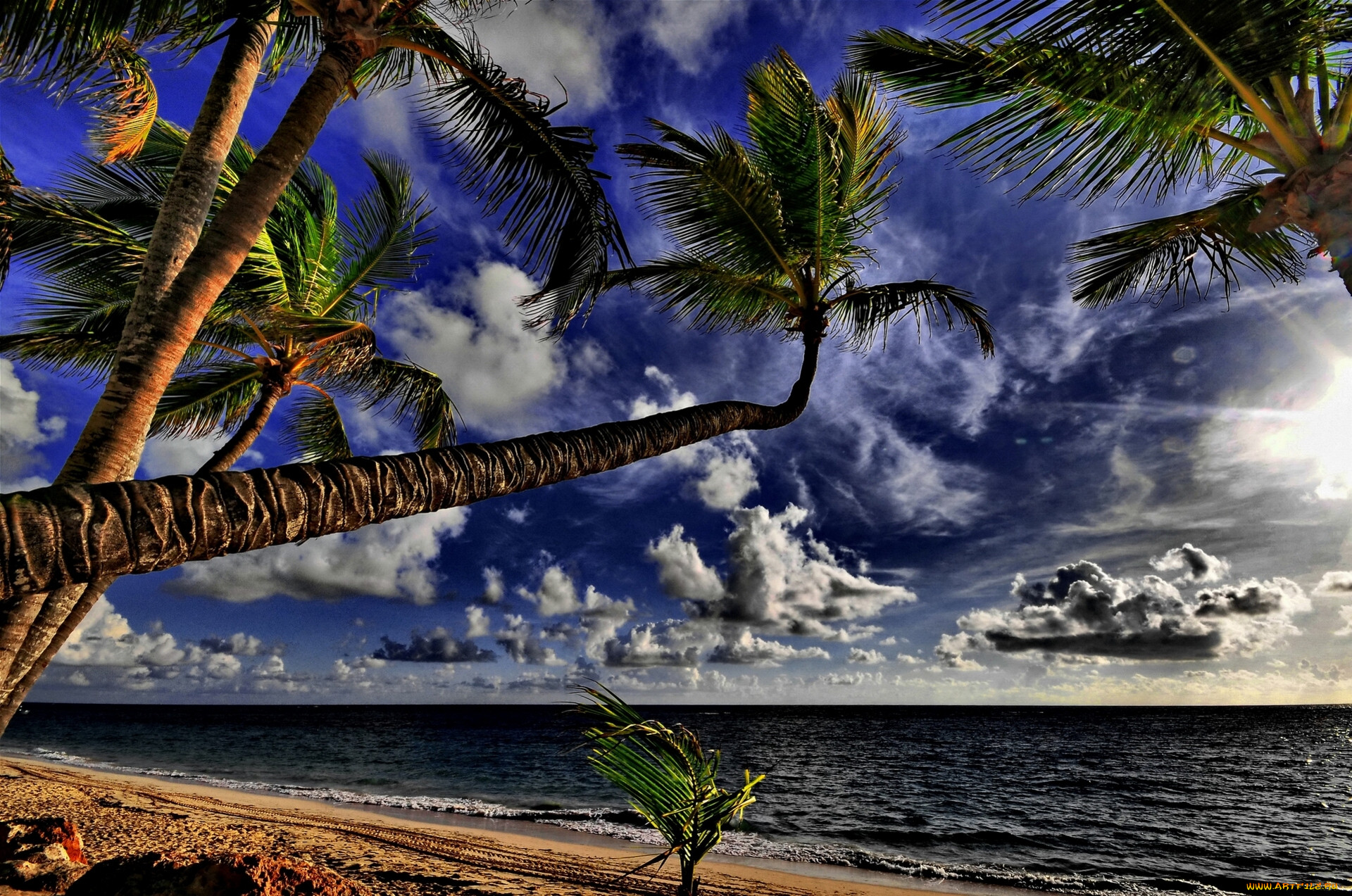 Берег океана с пальмами